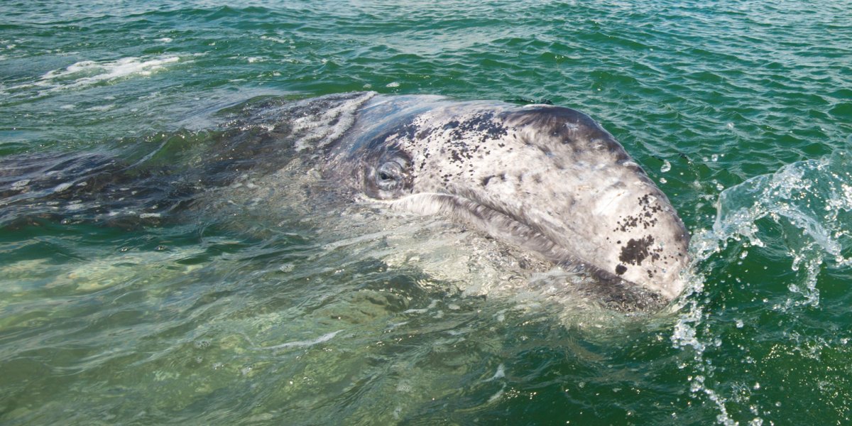 close up of a gray whale in Baja
