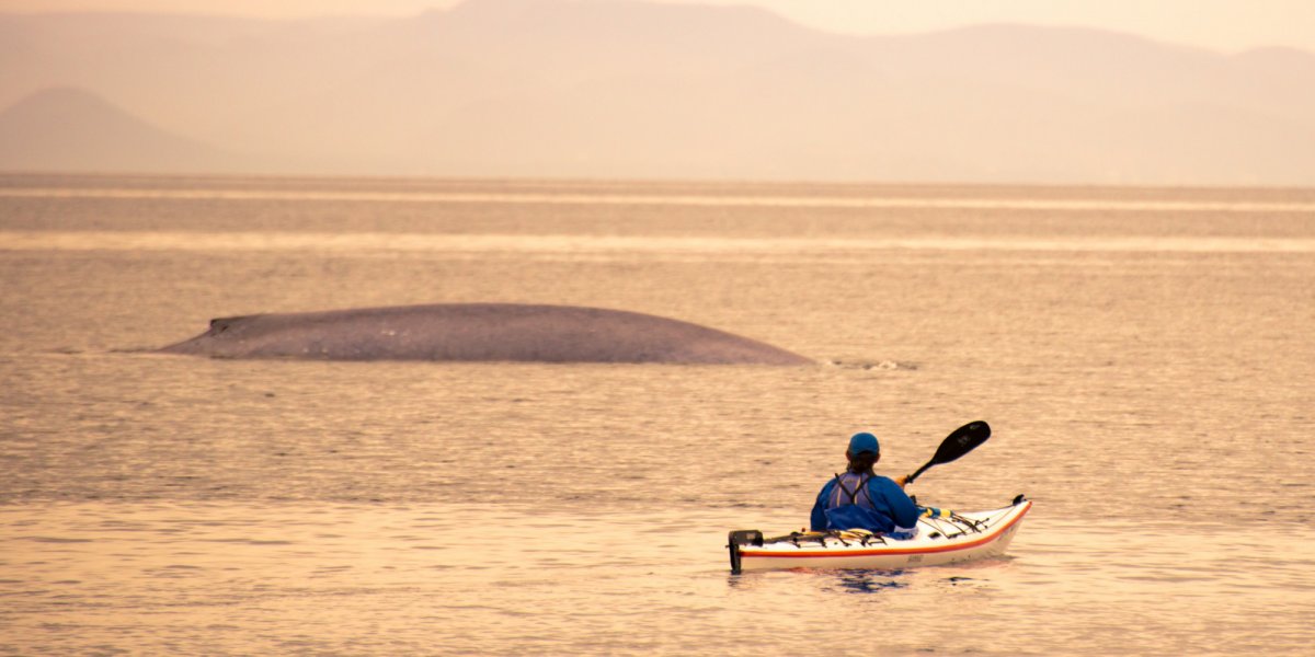 Man kayaking next to whale in Baja California