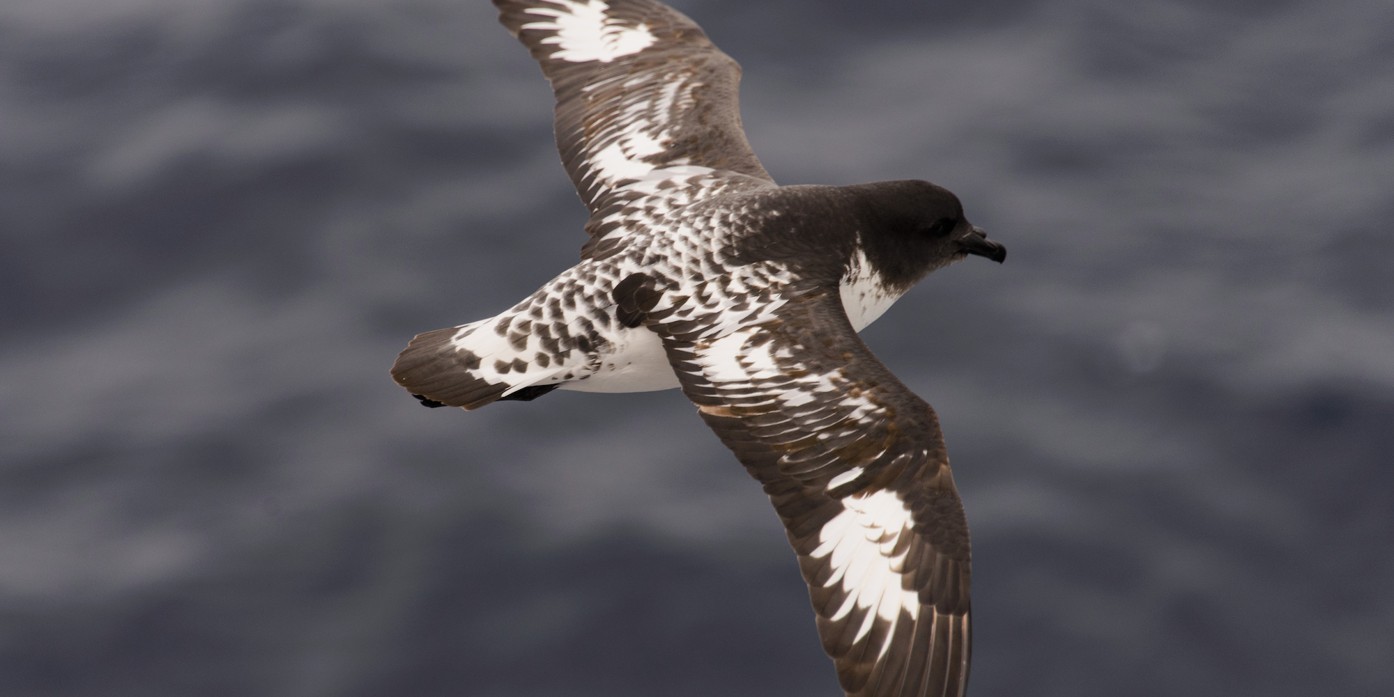 Top down view of an Antarctic Petrel bird flying on a gloomy day
