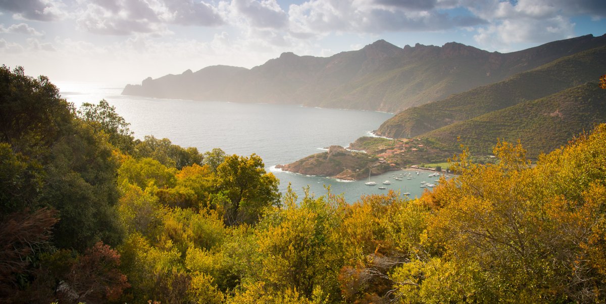 View of Corsica greenery meeting the Mediterranean Sea