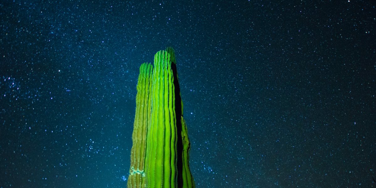 cactus illuminated by moonlight