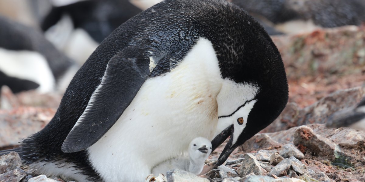 Side shot of a chinstrap penguin hunched over opening its mouth for his baby sitting at its stomach