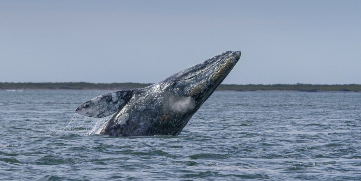 Gray Whale jumping out of the ocean in Baja California