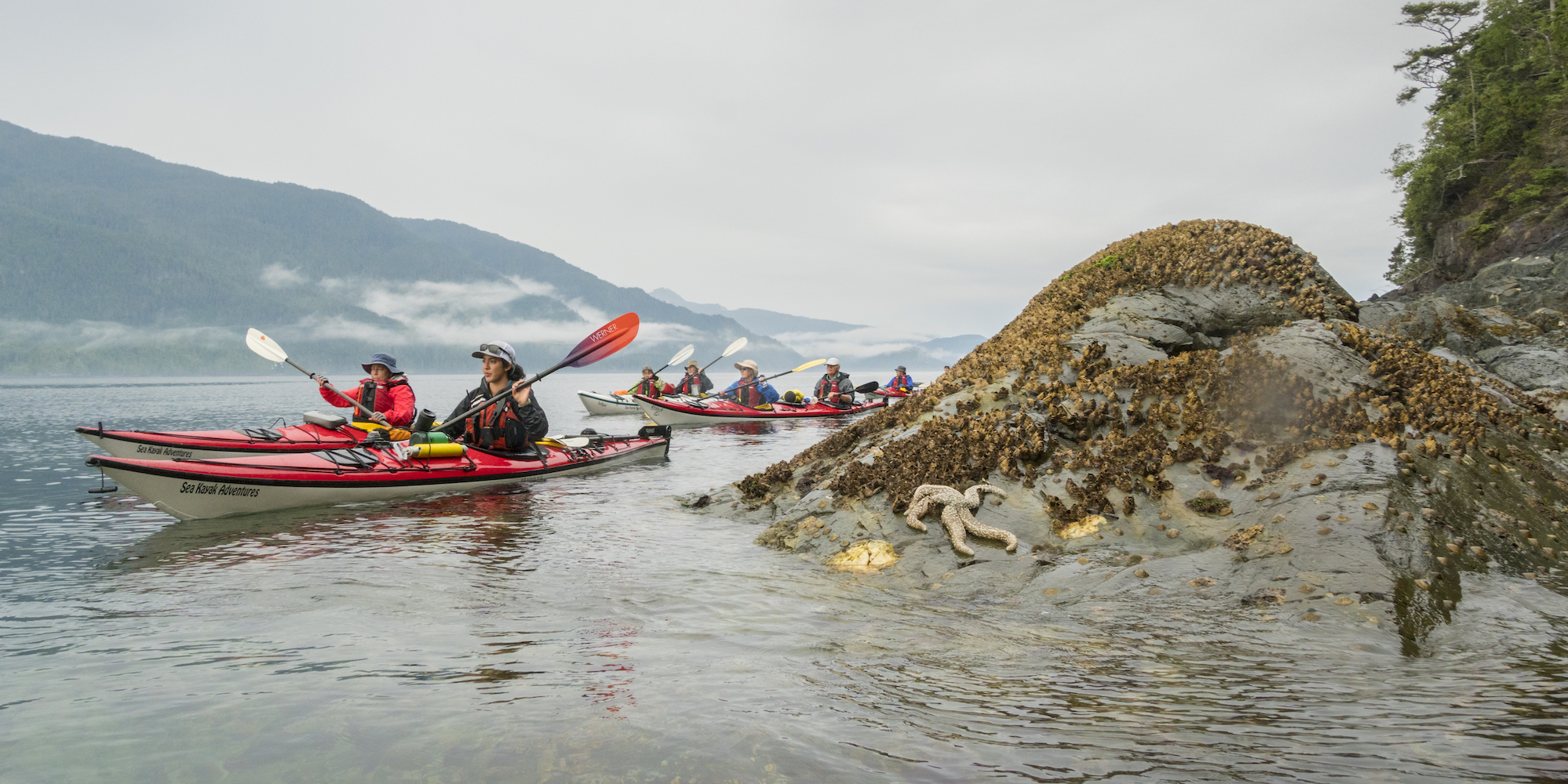 A group of people in red and white sea kayaks paddling past a tide pool ecosystem where a sea star is sprawled on a rock. 