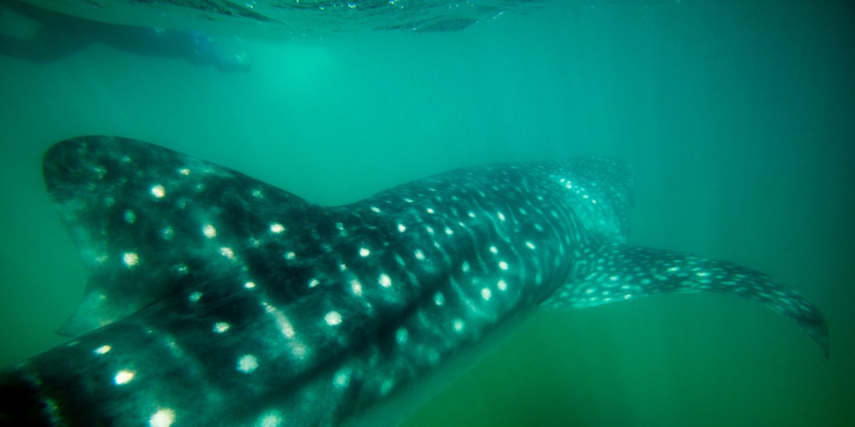 close up picture of a whale shark