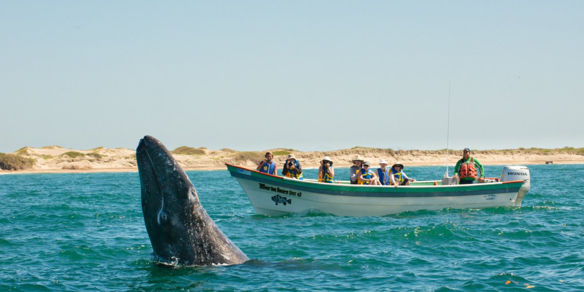 Group of whale watchers in Baja