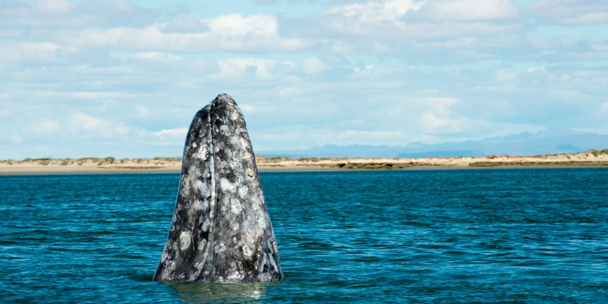 Whale breaching the water in San_Ignacio, Baja