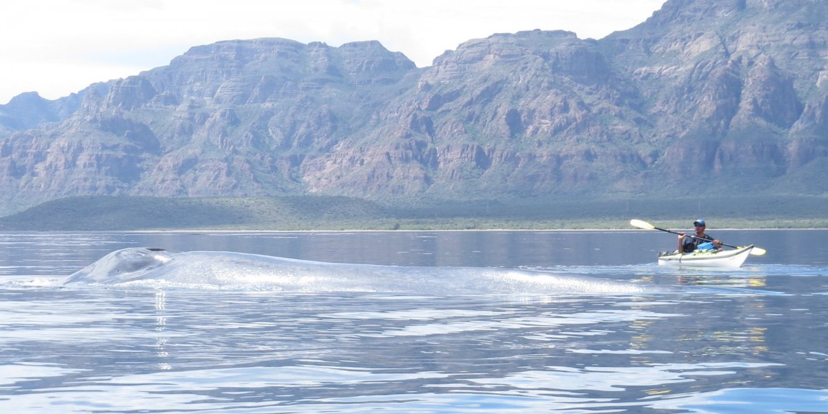 Man sea kayaking with whales in Baja