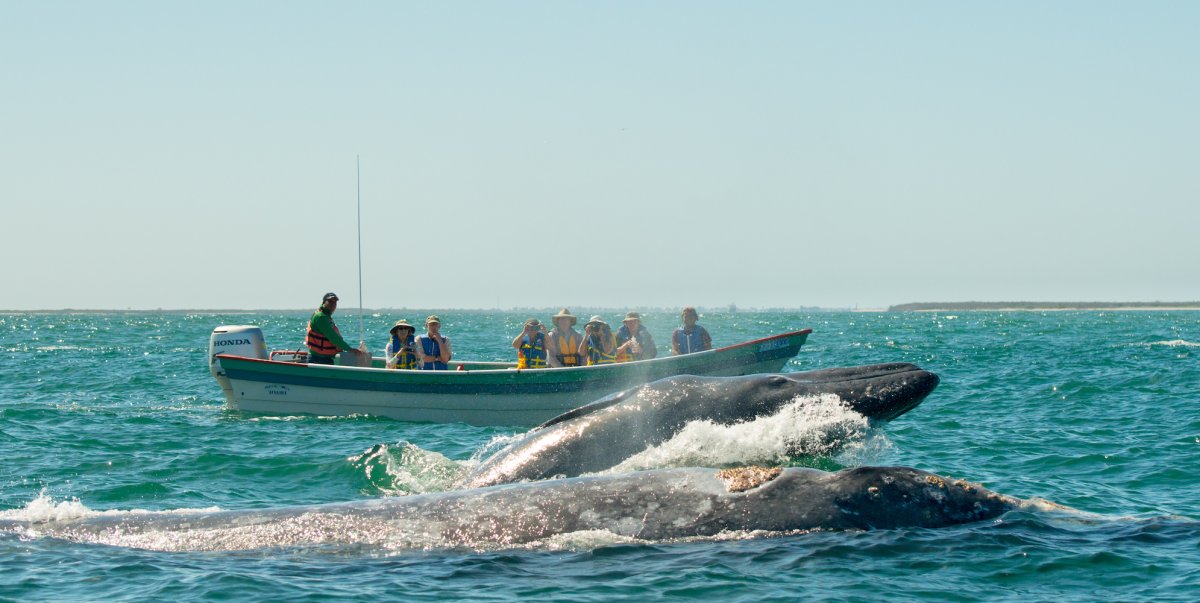 Tourists on a boat experiencing a close encounter to two Gray Whales in Magdalena Bay, Baja
