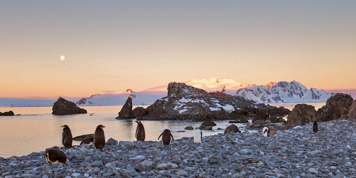 A group of adelie penguins walking around the beach in Antarctica at sunset
