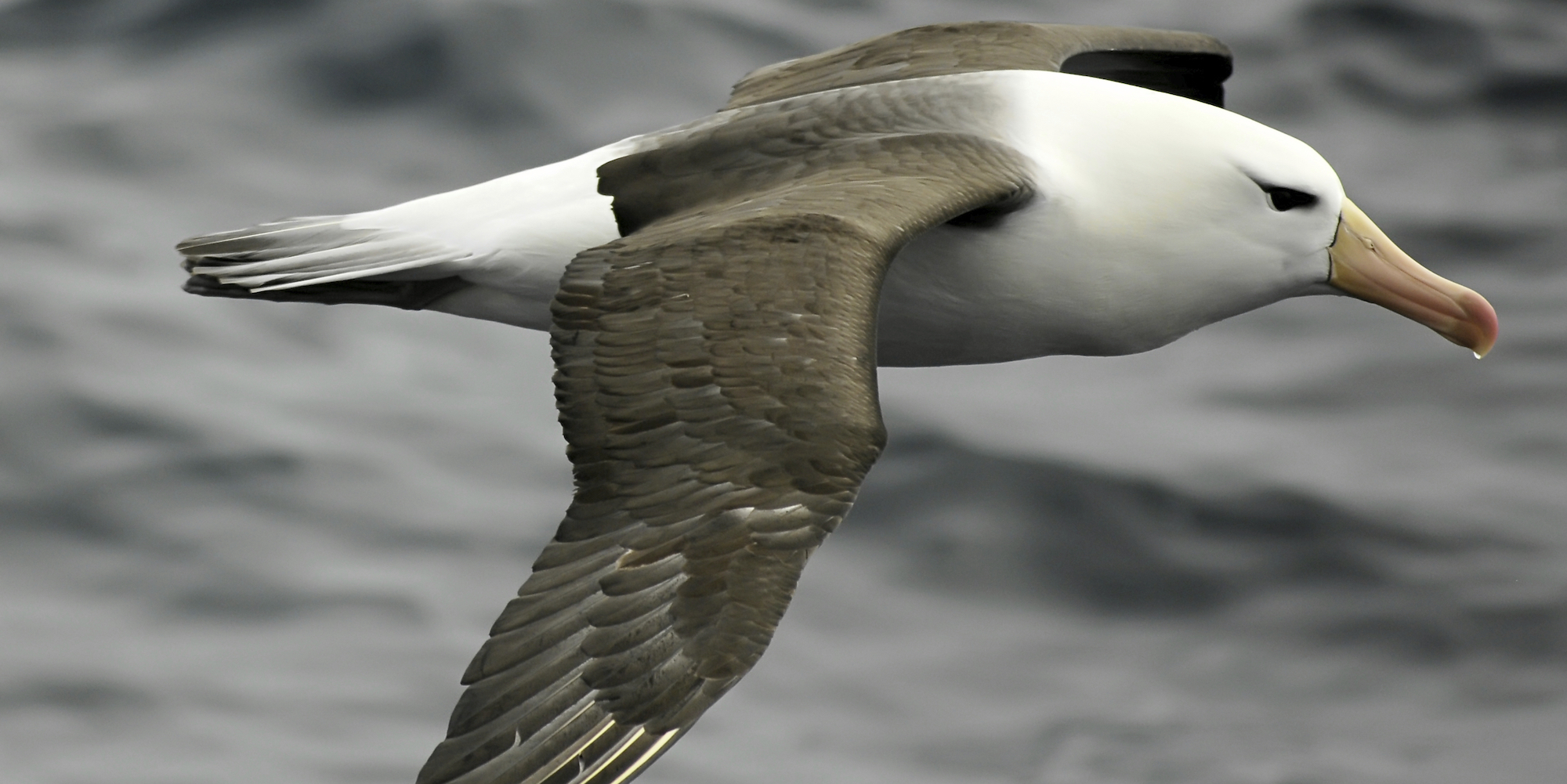 Side view of a wandering albatross flying over the water in Antarctica