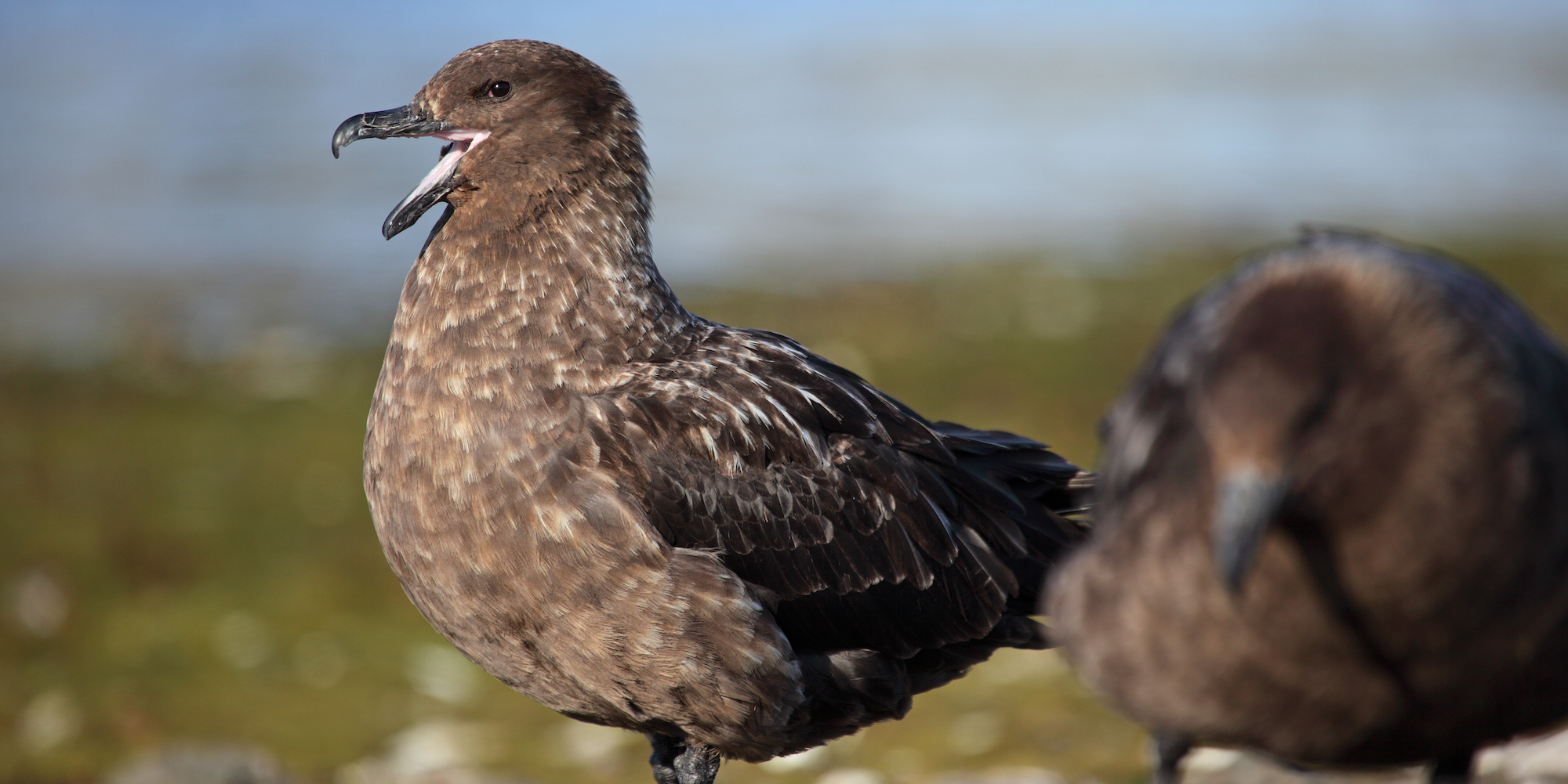 Two brown skua birds in Antarctica protecting their nest with one of the birds opening their mouth in Antarctica