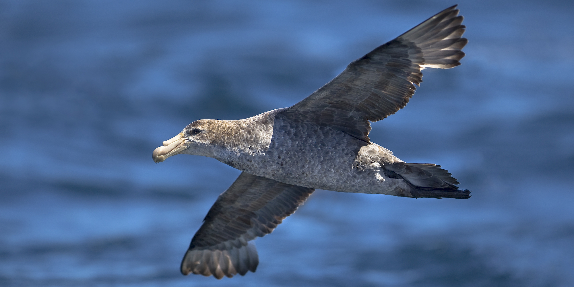 The underside of a cape petrel bird soaring on a sunny day in Antarctica