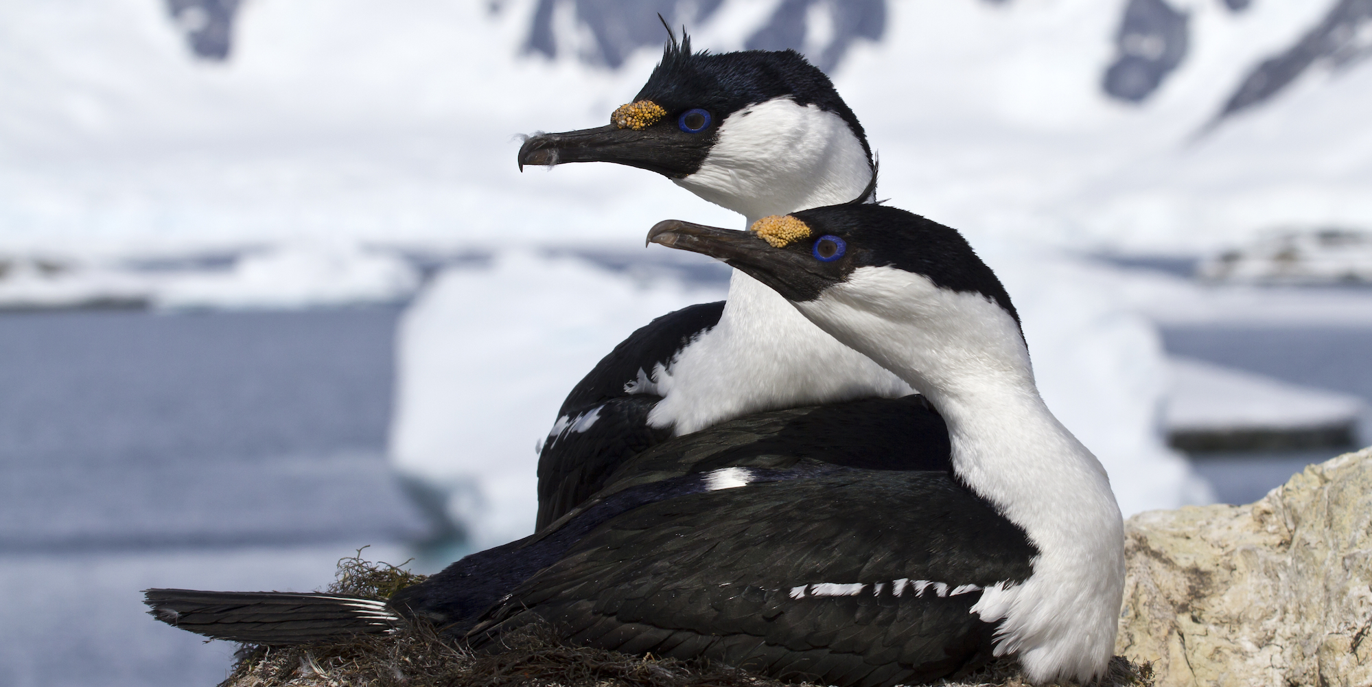 Two Antarctic shag birds sitting and facing the same direction in Antarctica