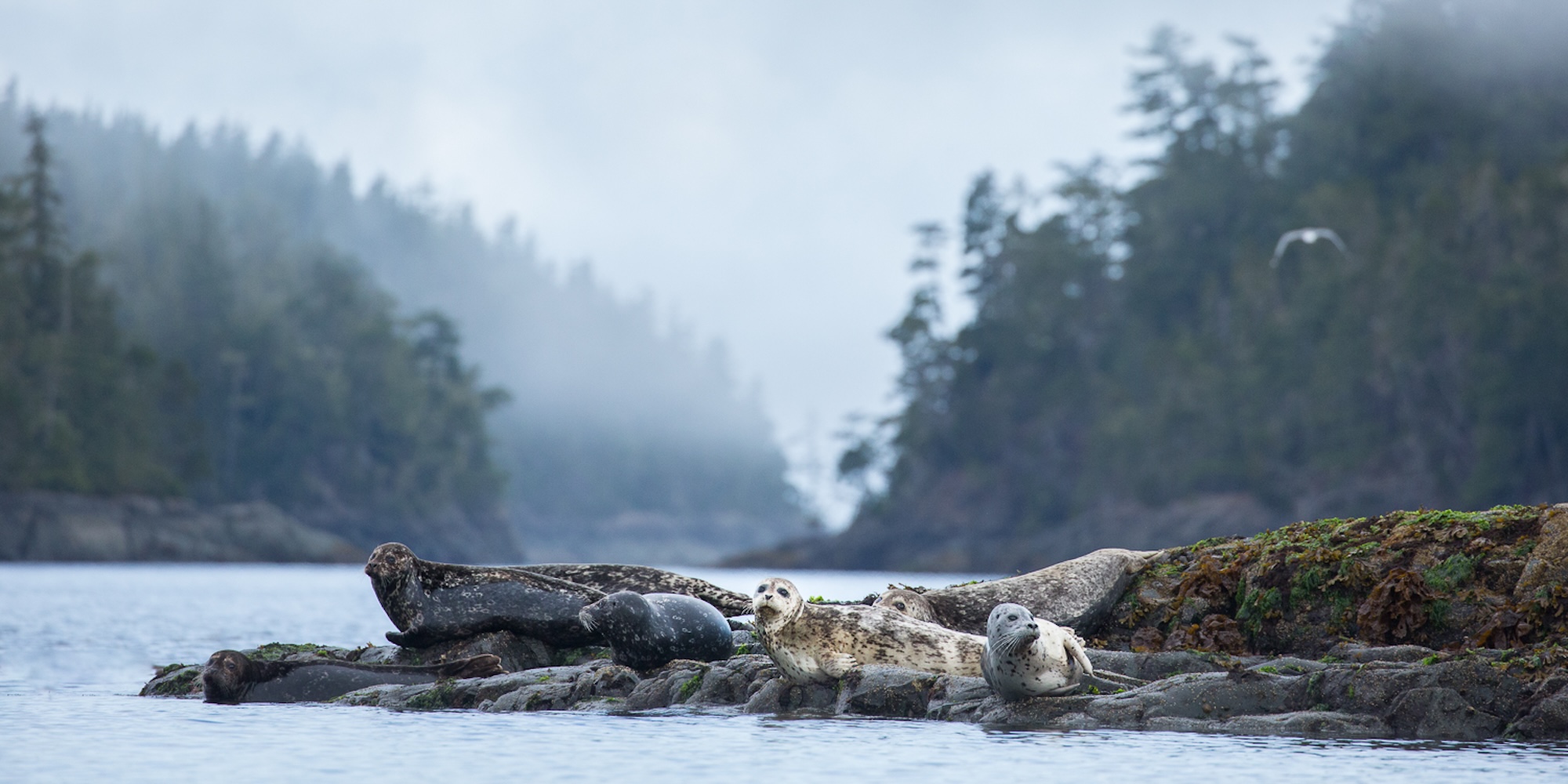 Harbor seals sitting on a rock during a misty day in BC.