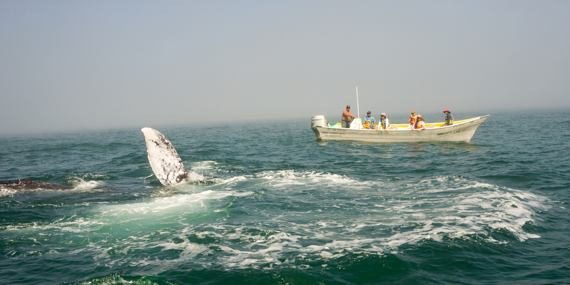 A group of people whale watching on a boat from a respectful distance in Baja California Sur