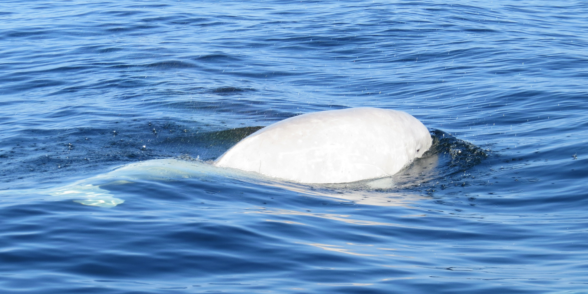 Beluga whale breaking the surface of the water
