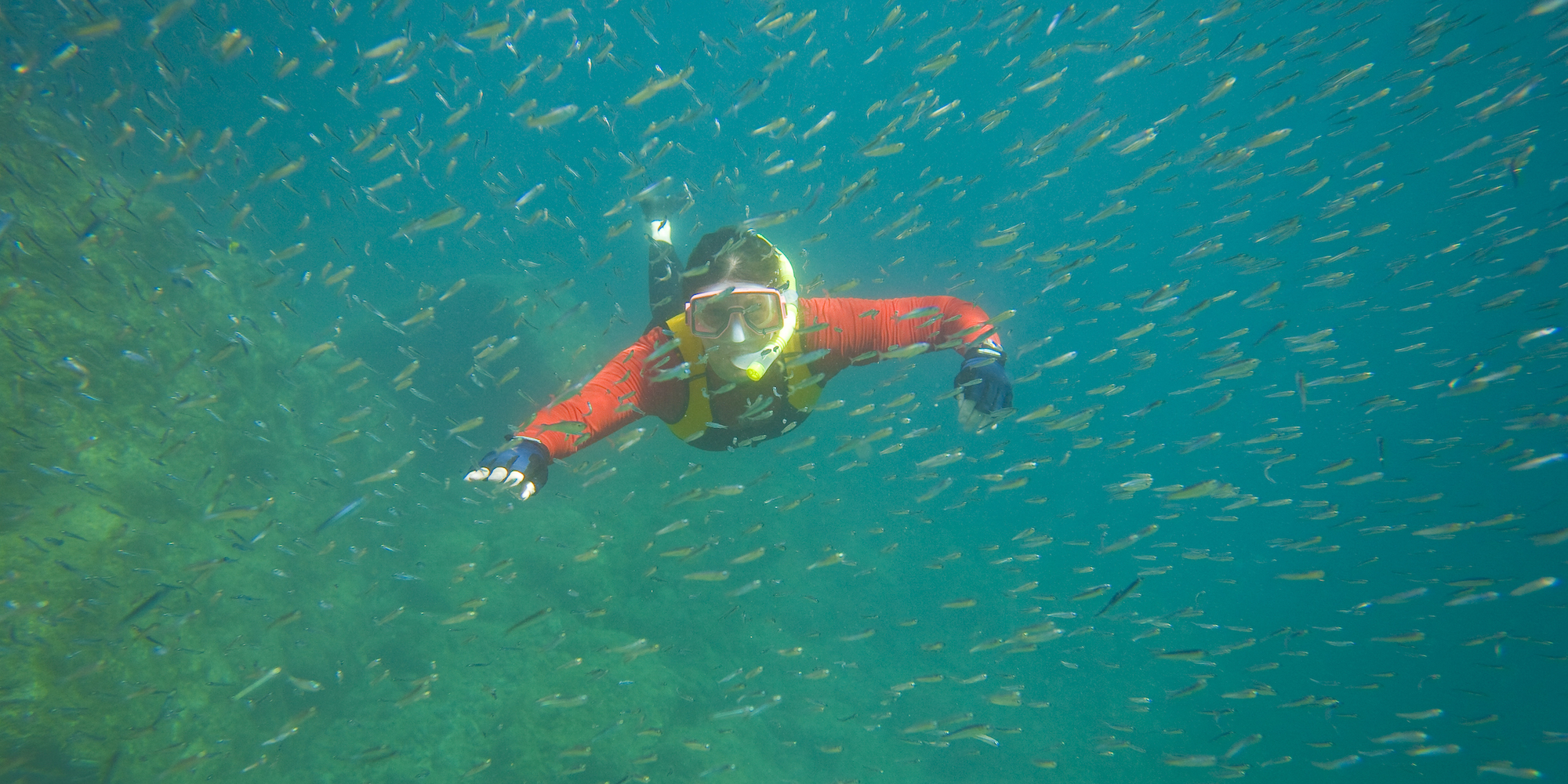 Person snorkeling through a huge school of fish in the Sea of Cortez