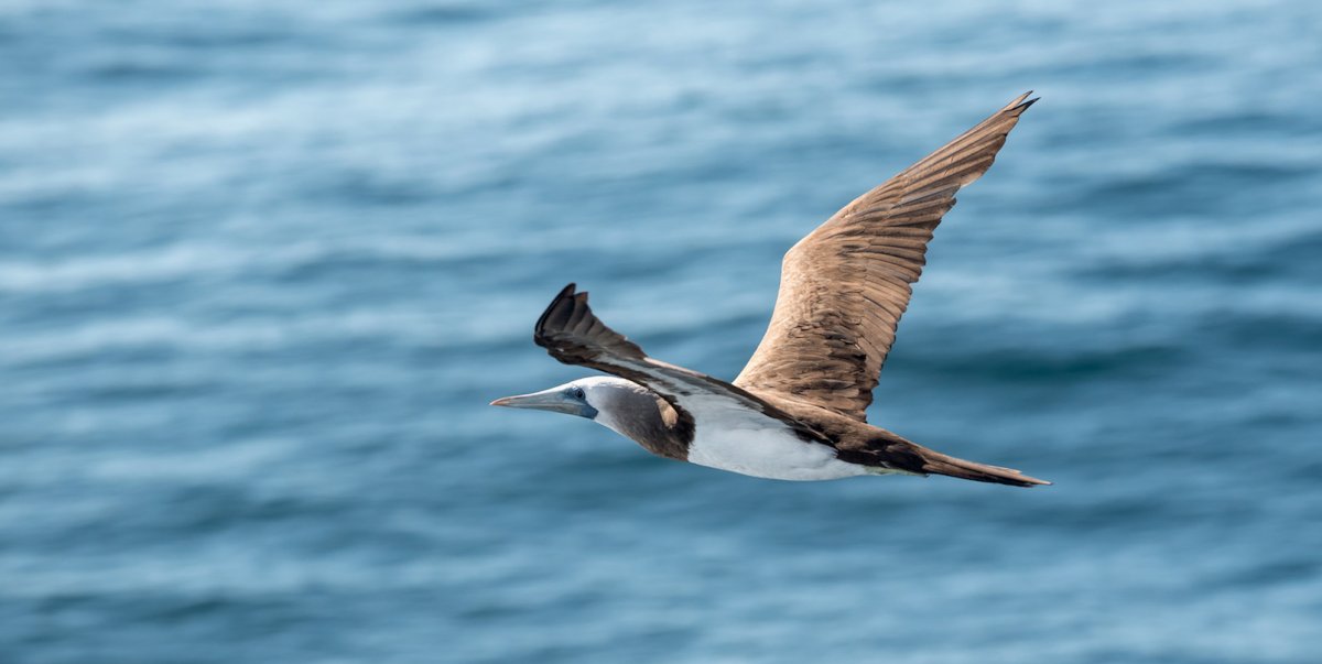 Blue footed booby bird flying over the ocean in Baja, Mexico