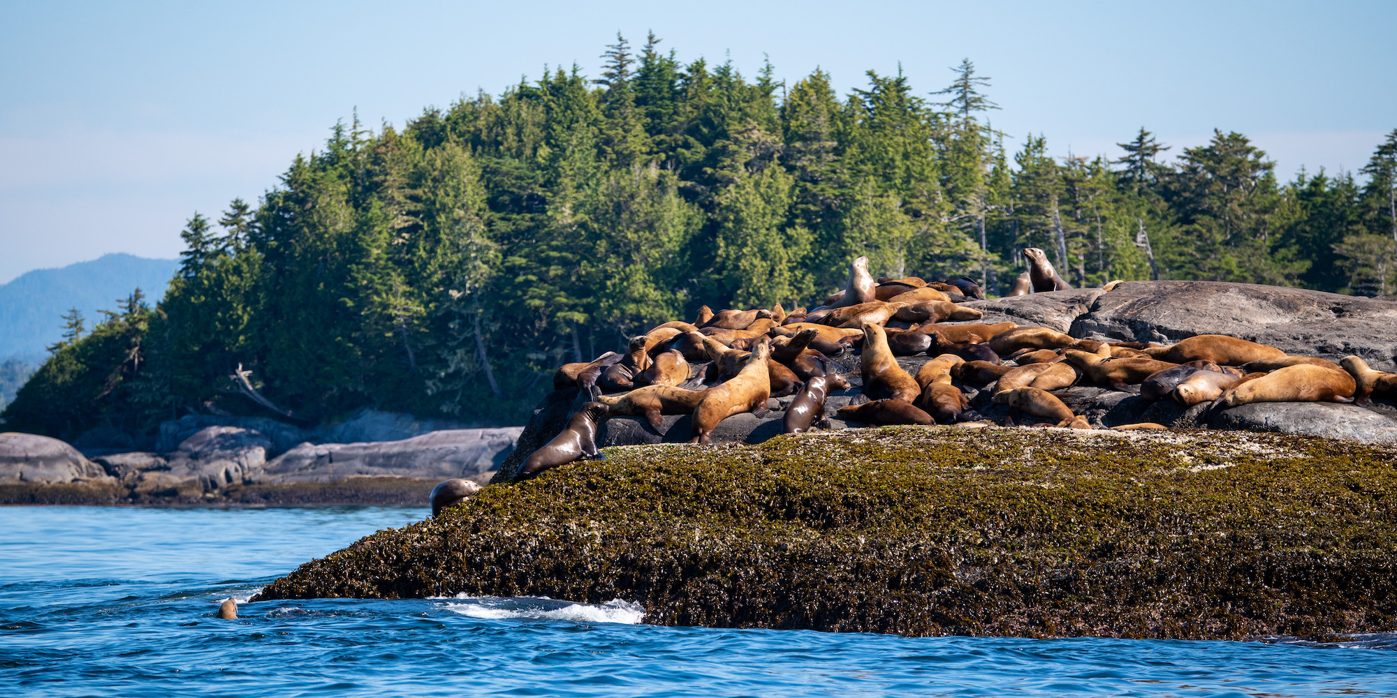A pile of seals on top of a rock in the middle of God's Pocket Provincial Park in BC