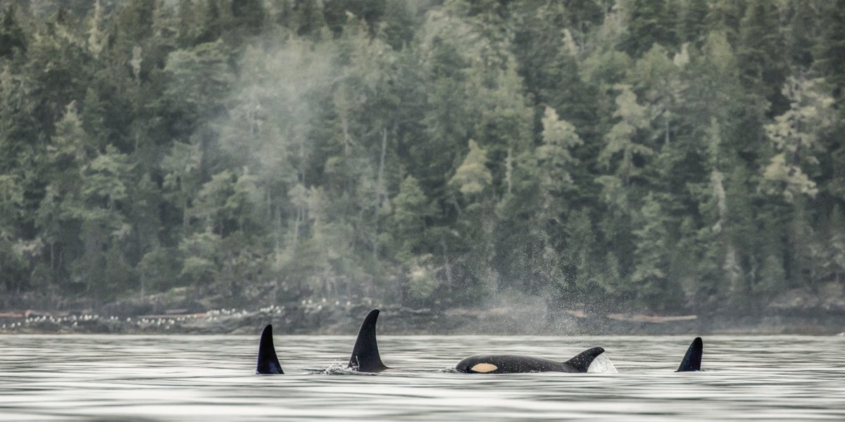 killer whales swimming in foggy weather with cedar forest behind