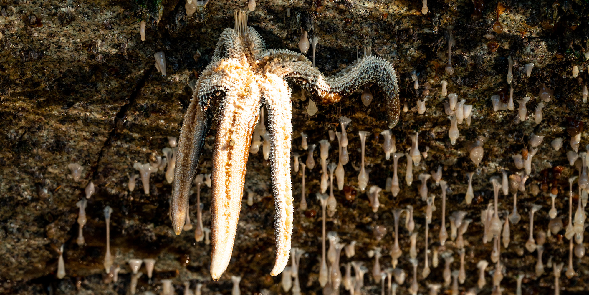 A starfish dangling from a rock in British Columbia