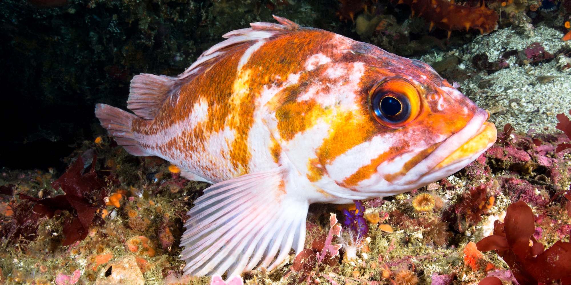 A rust colored rockfish swimming in Canada's waters.