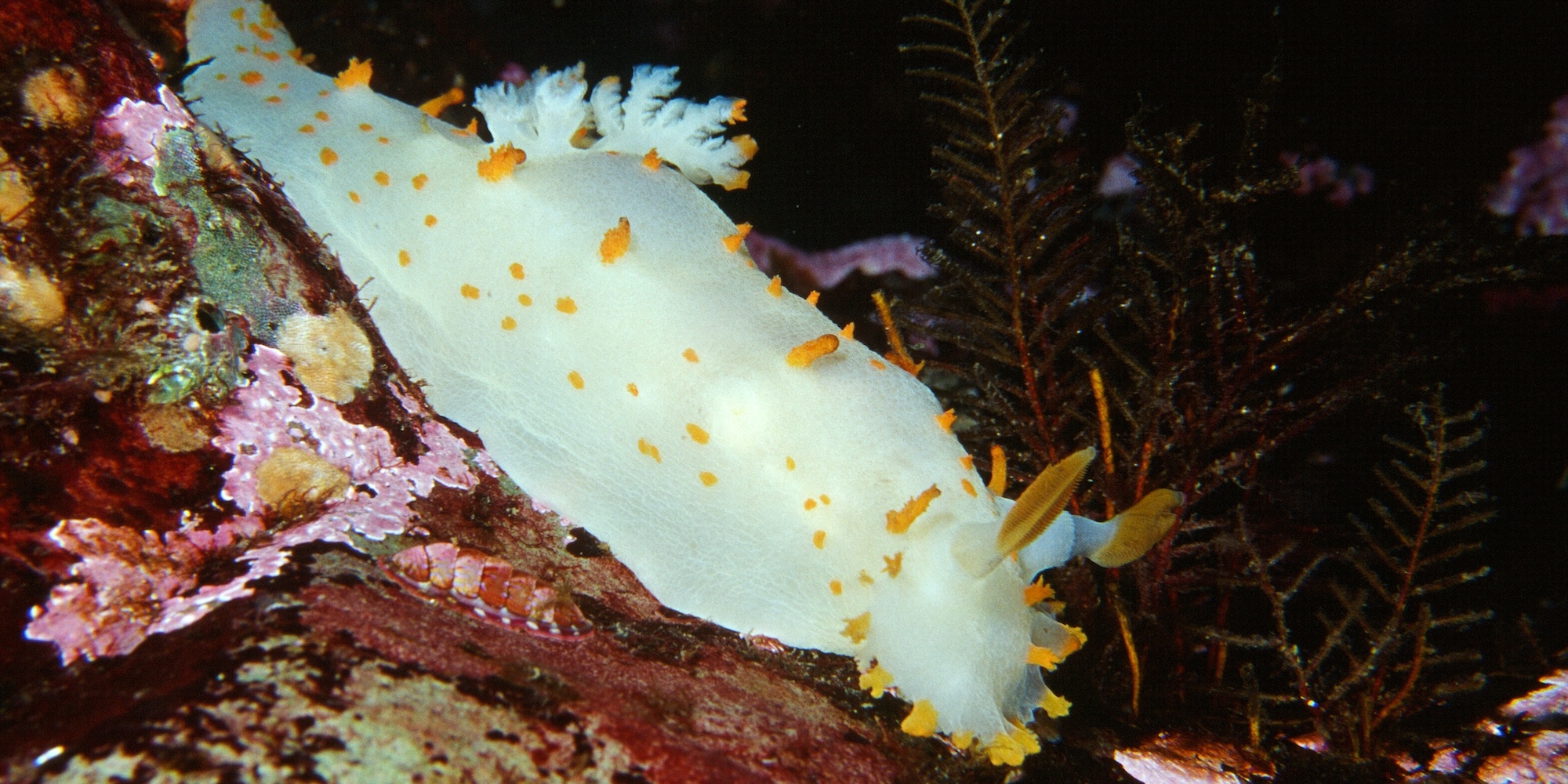 A white and yellow nudibranch exploring a rocky reef in Canada.