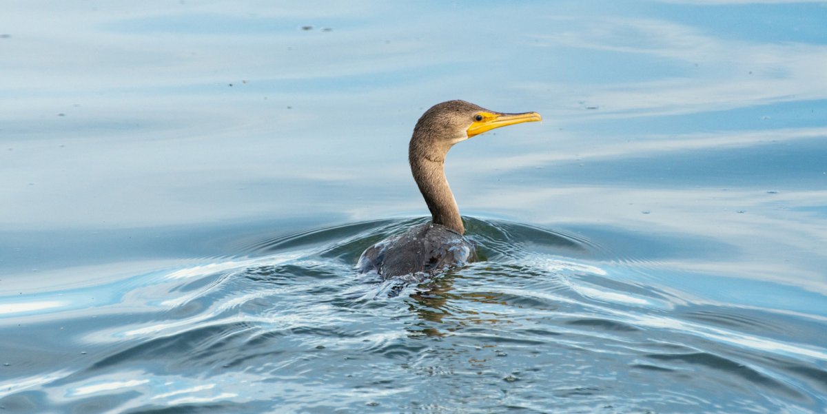 Double-crested Cormorant swimming in the ocean in Baja, Mexico