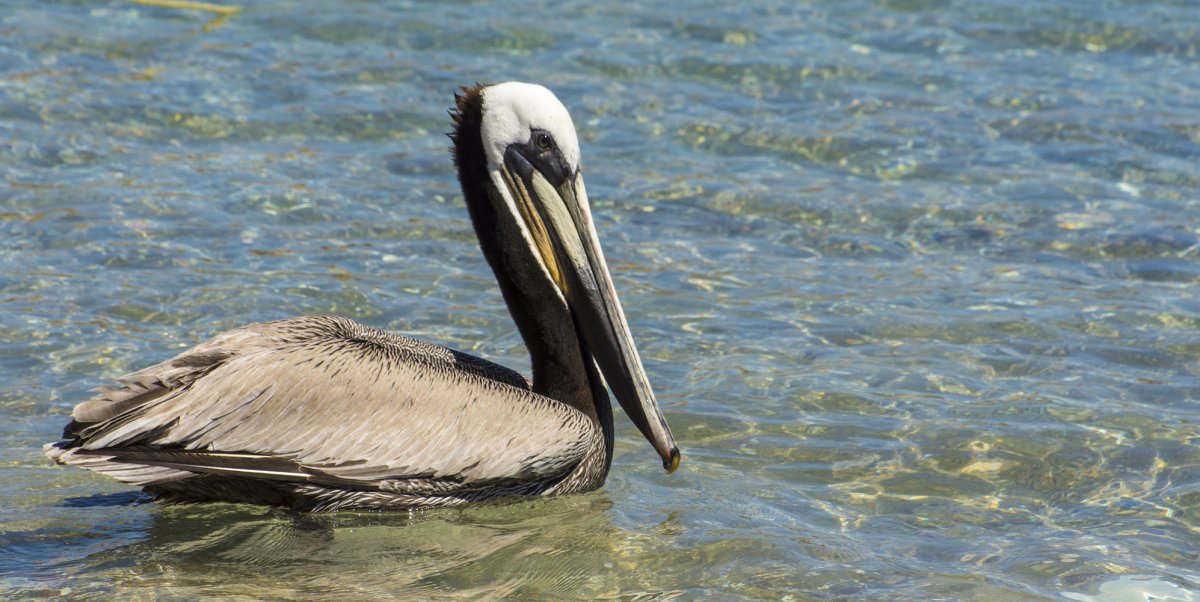 Brown Pelican in the clear ocean of Baja, Mexico on a sunny day