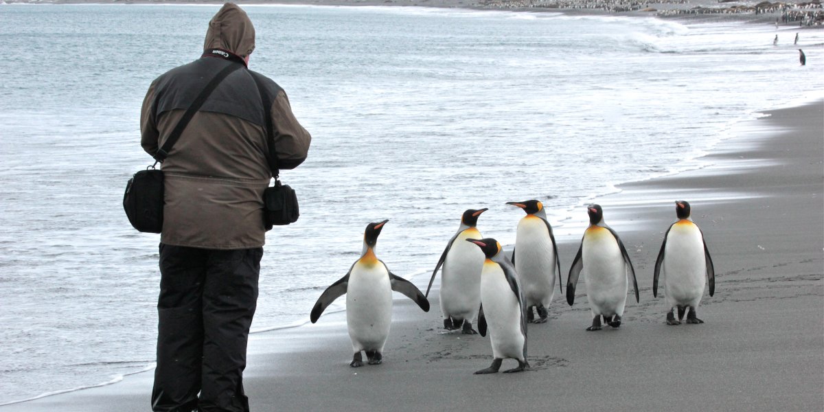 A man standing on a beach in Antarctica taking pictures of a group of Emperor penguins