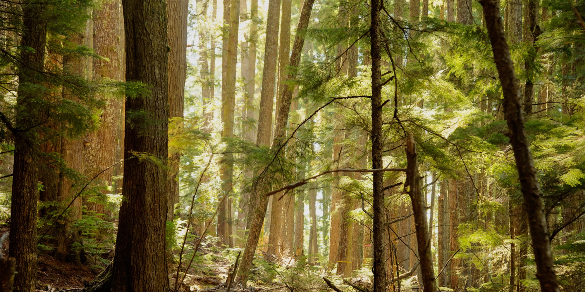 A sunny day in Canada where the sun is shining through the dense rainforest near Port Hardy.