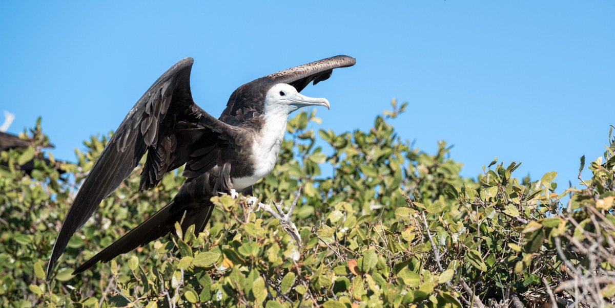 Magnificent frigatebird in a tree in Baja, Mexico