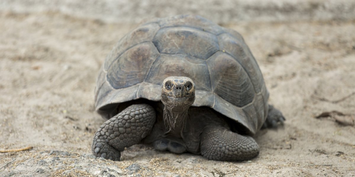 Galapagos land tortoise crawling towards the camera through sand