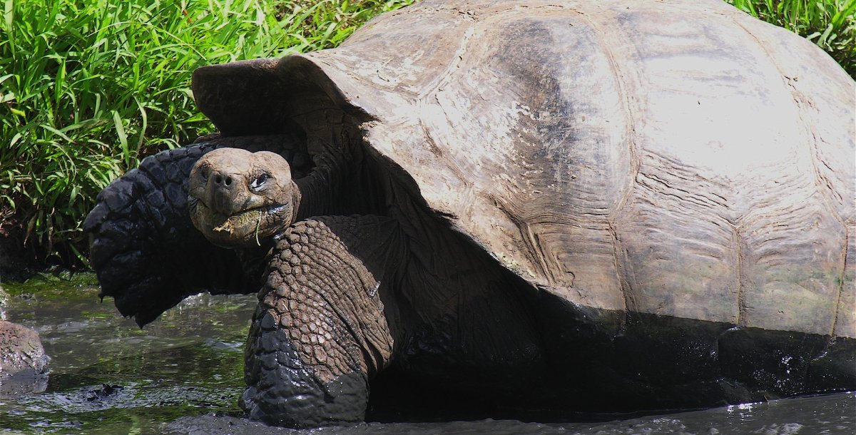 Giant land tortoise walking through murky water with grass in its mouth