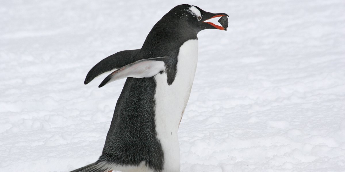 Side view of a single gentoo penguin running through the snow while holding a small rock shaped item in its mouth