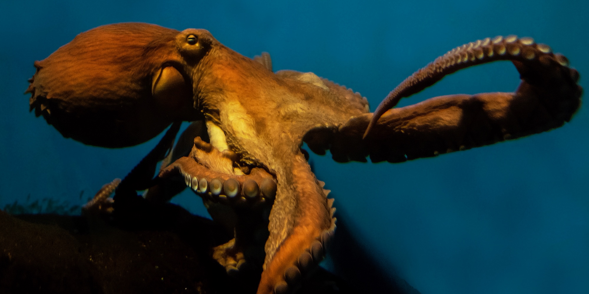 Underwater photo of a giant pacific octopus in deep blue water.