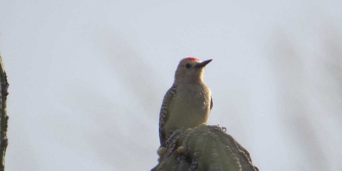 Gila Woodpecker perched on a cactus in Baja, Mexico
