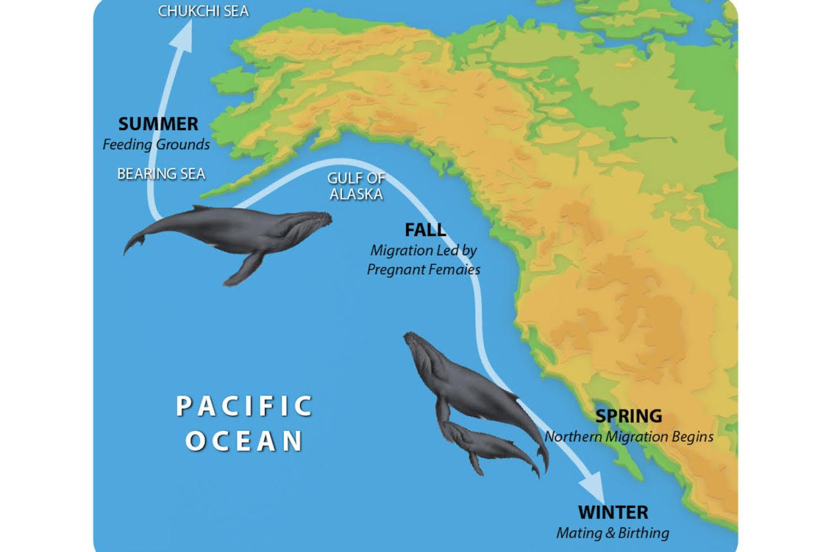 Infographic of Gray Whales annual migration pattern
