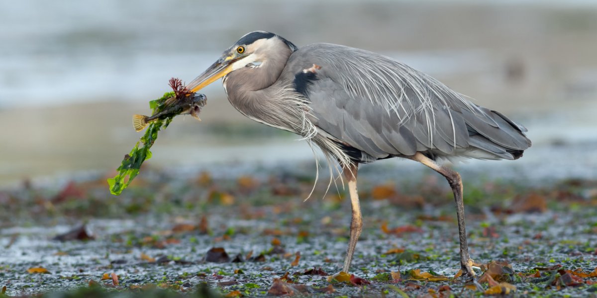 bird eating a fish