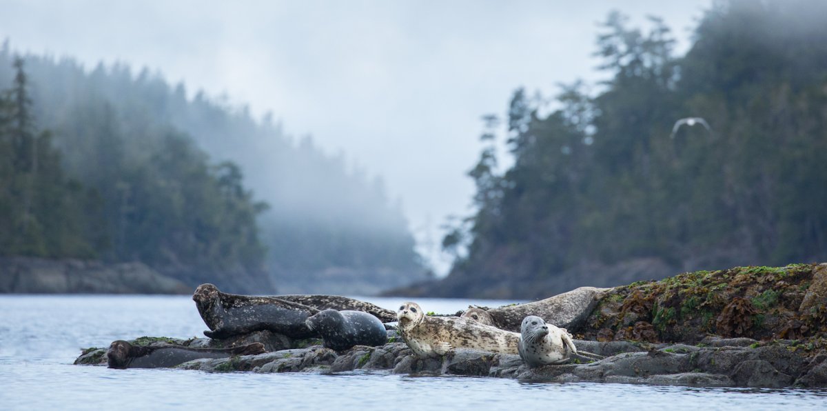 A group of harbour seals perched on a rock in Johnstone Strait, British Columbia