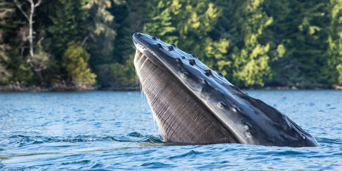 Humpback Whale lunge feeding in British Columbia