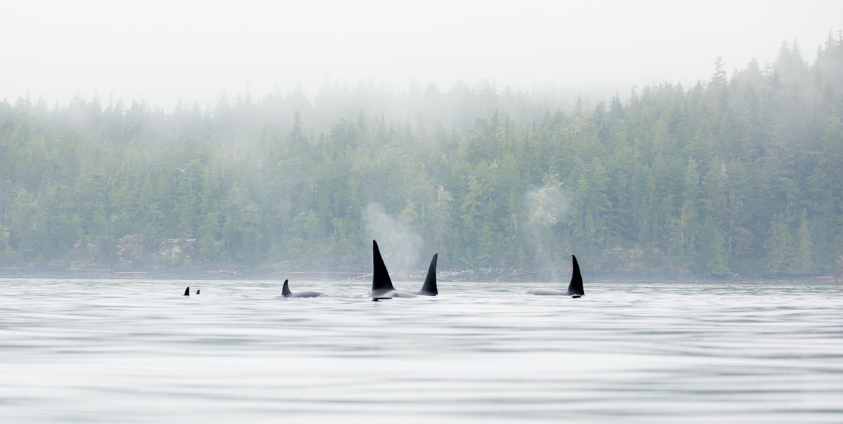 Group of killer whales circling sea kayakers off the coast of Vancouver Island