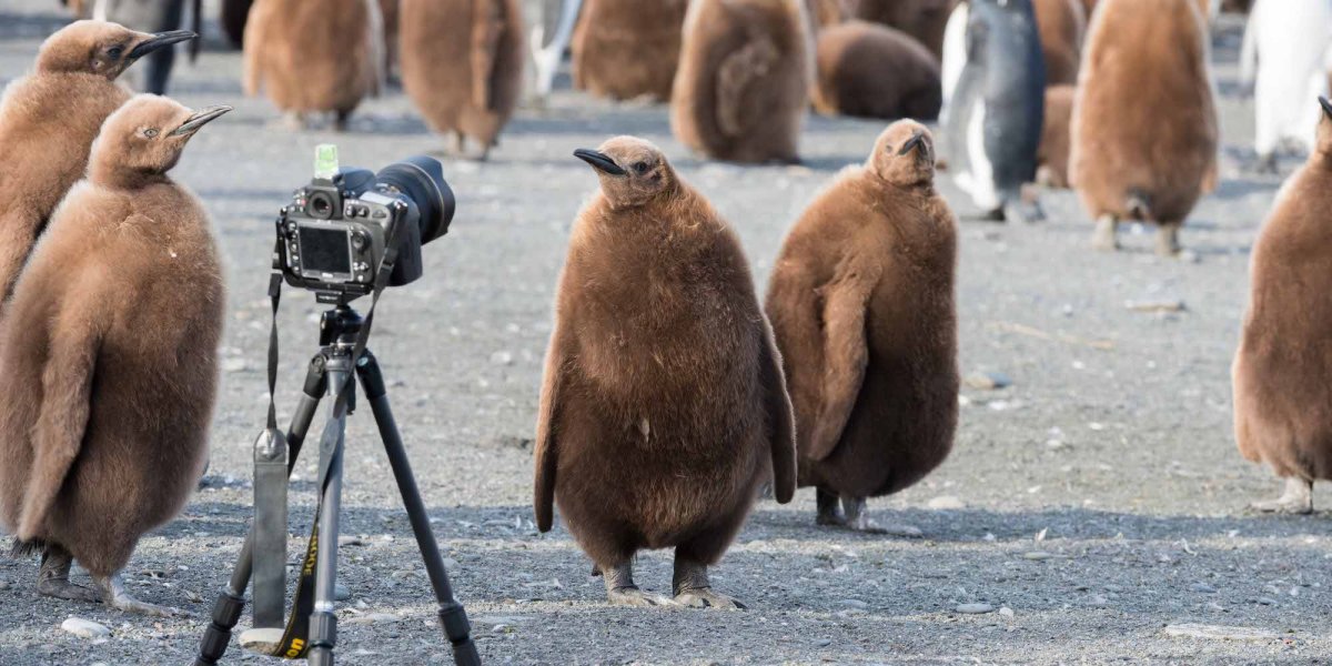 A large brown king penguin walking towards a camera set up on a tripod surrounded by other king penguins in Antarctica