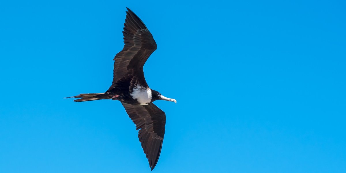 black and white bird flying with blue sky in background