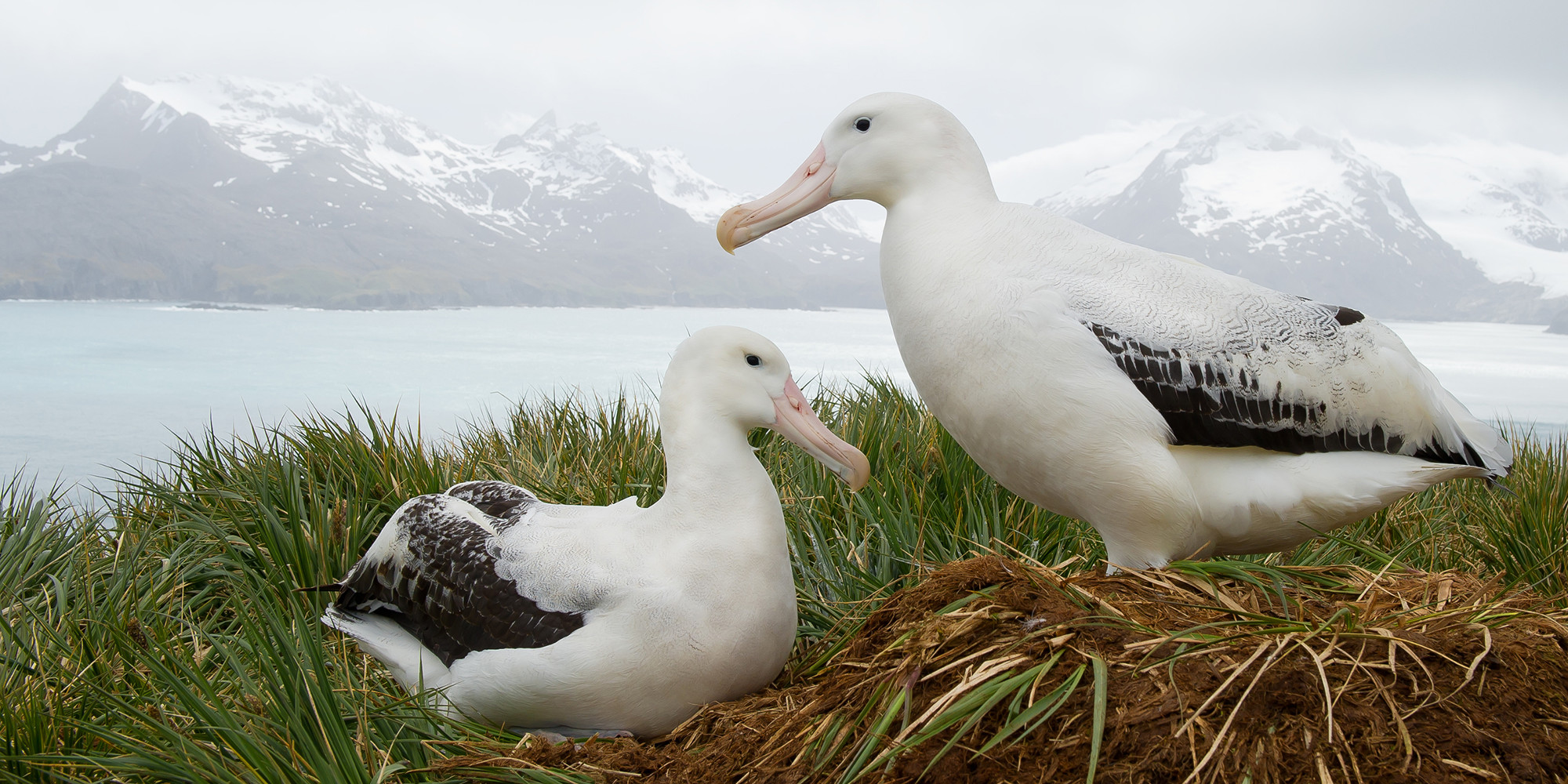 Two Southern Fulmar birds sitting in a nest on the ground 