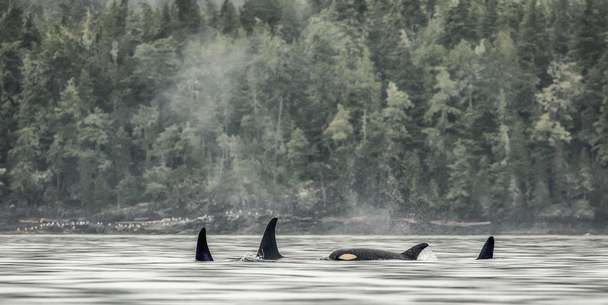 Orca whales swimming in a pod on a misty morning off the coast of Vancouver Island, British Columbia
