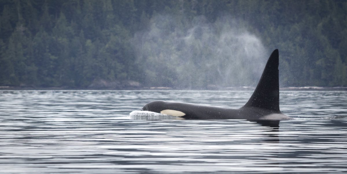 Orca fin displayed above the surface of the water as seen by a sea kayaker in British Columbia, Canada