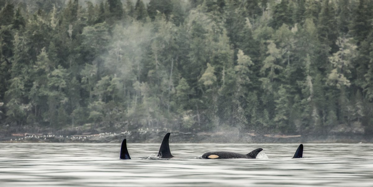 Orcas coming out of the water on a misty morning in the johnstone strait