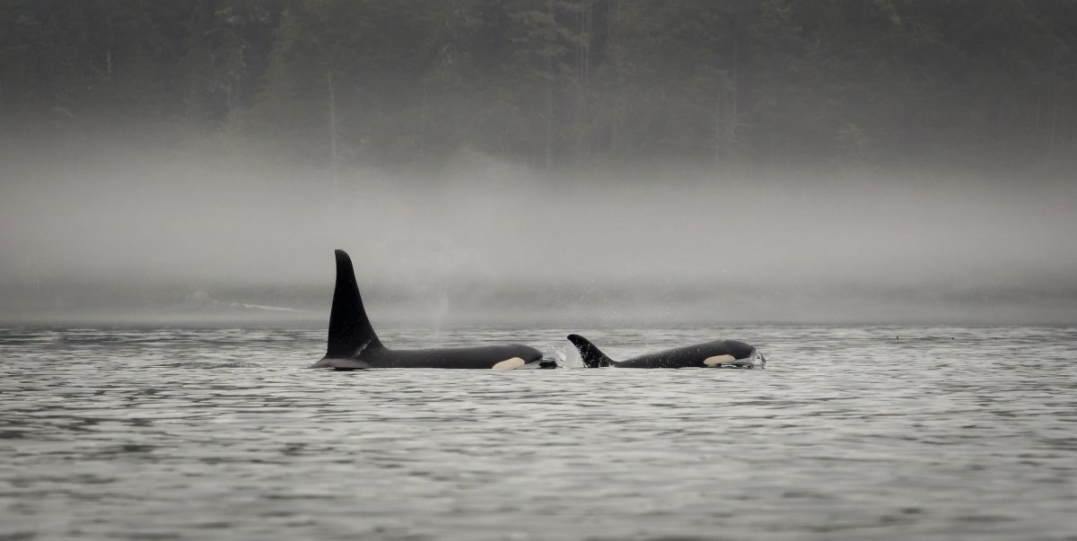Two orca whales, a baby and its mother swimming in British Columbia on a foggy morning 
